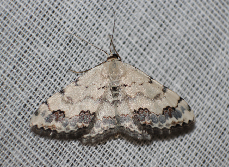 Scopula decorata - tarka fehéraraszoló
