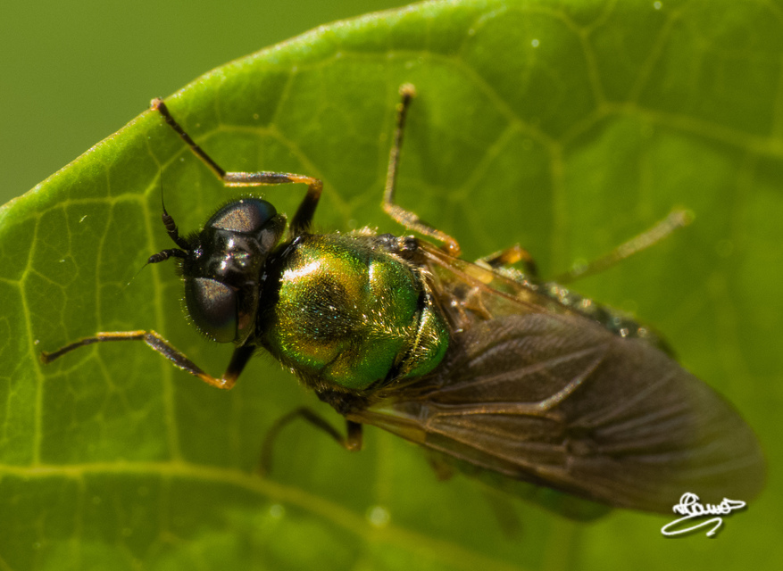 Chloromyia formosa - közönséges fémeslégy