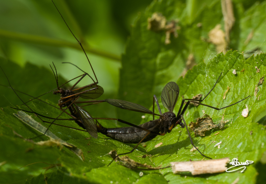 Nigrotipula nigra