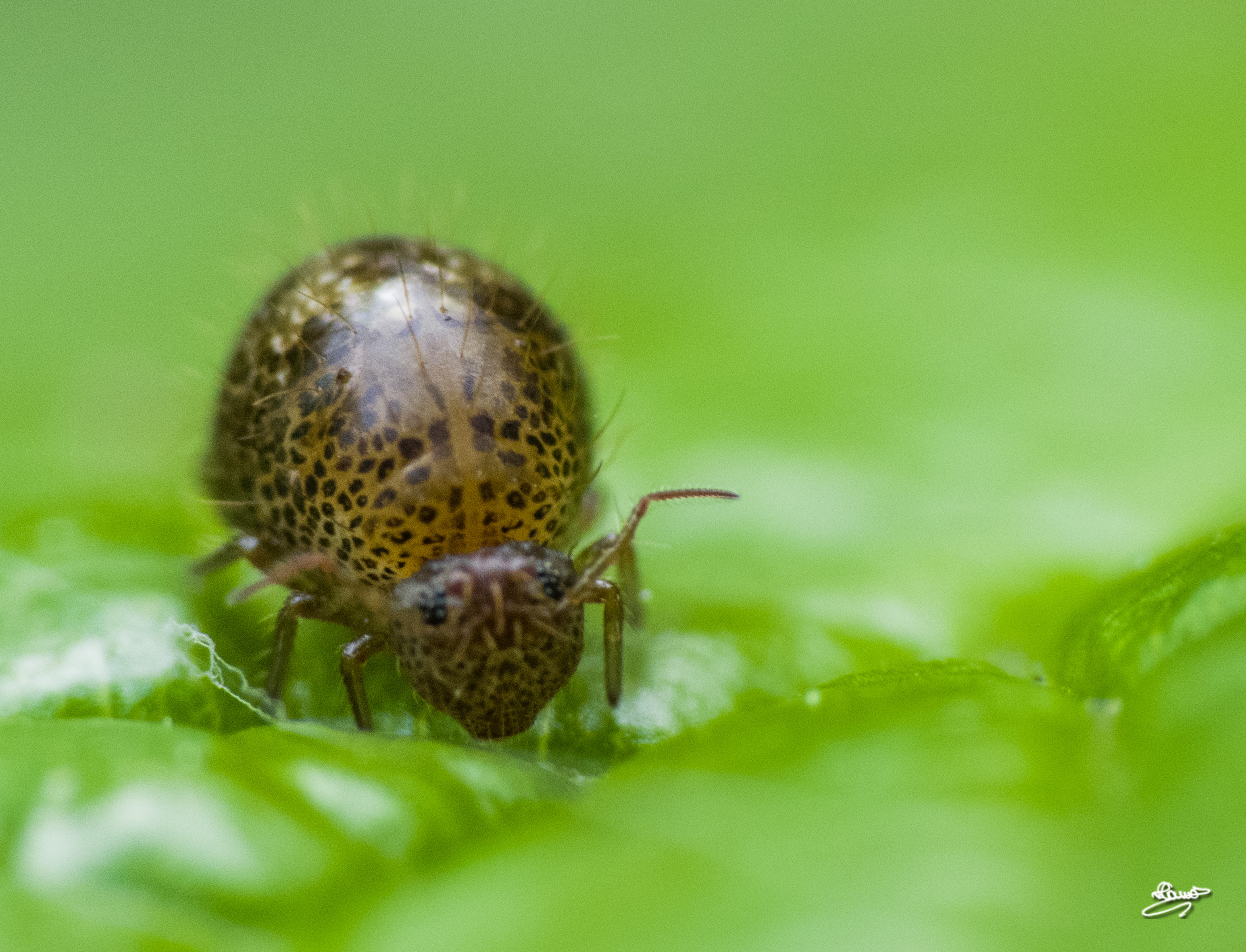 Allacma fusca