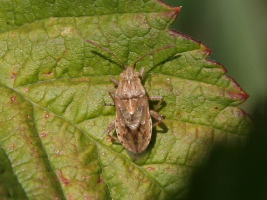 Rhopalidae - üvegpoloskák
