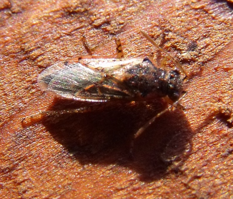Rhopalidae - üvegpoloskák