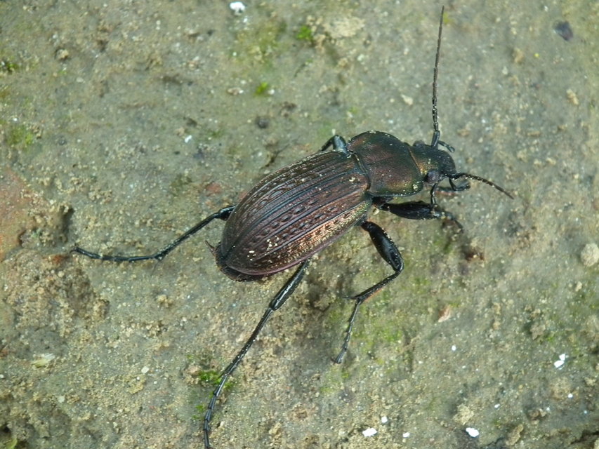 Carabus ulrichii - rezes futrinka