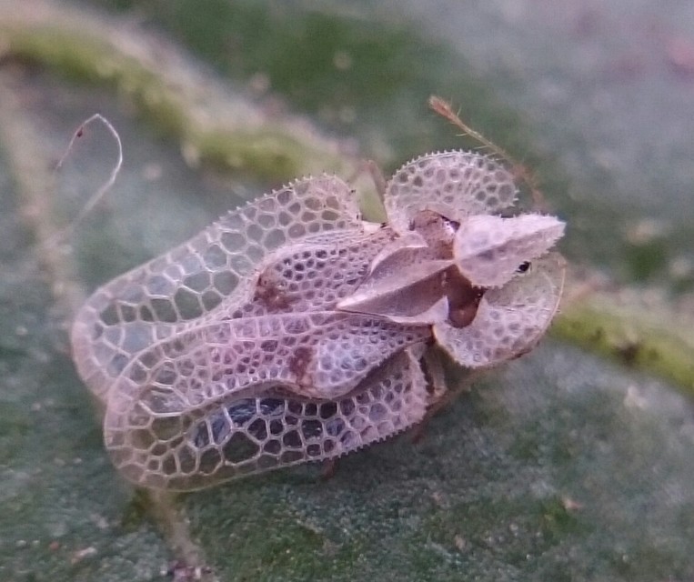 Corythucha ciliata - platán-csipkéspoloska