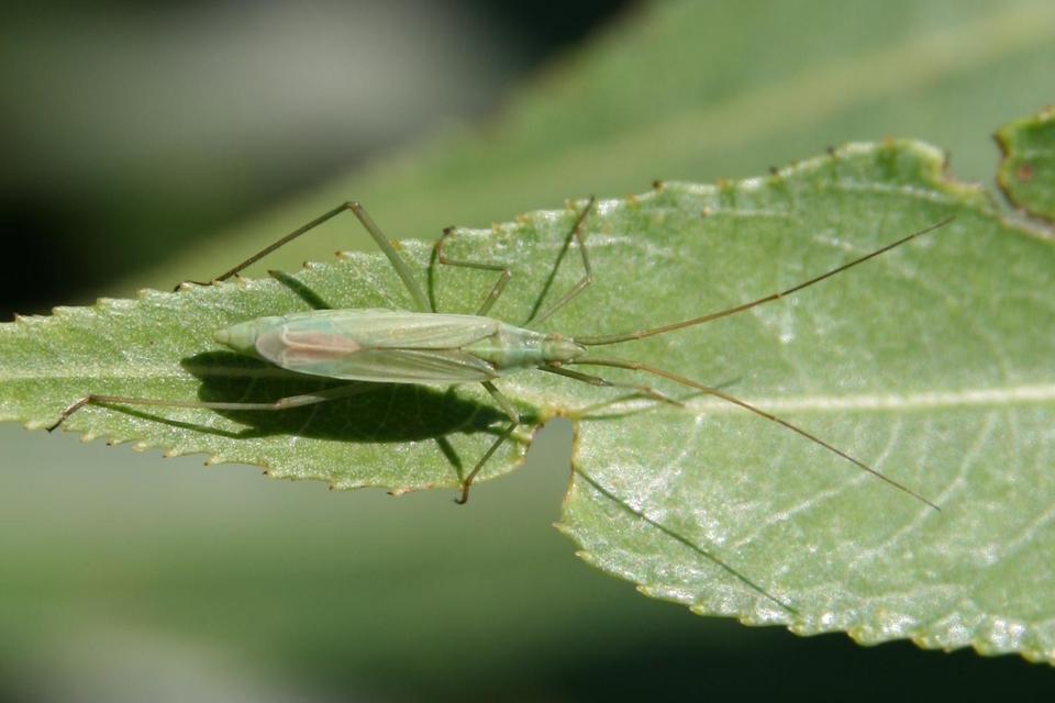 Trigonotylus