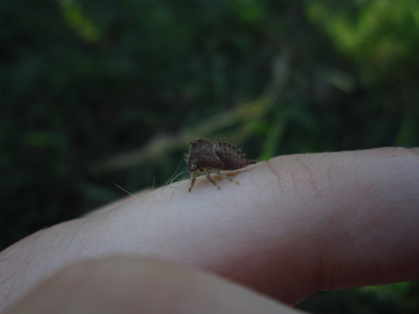 Membracidae - púposkabócák