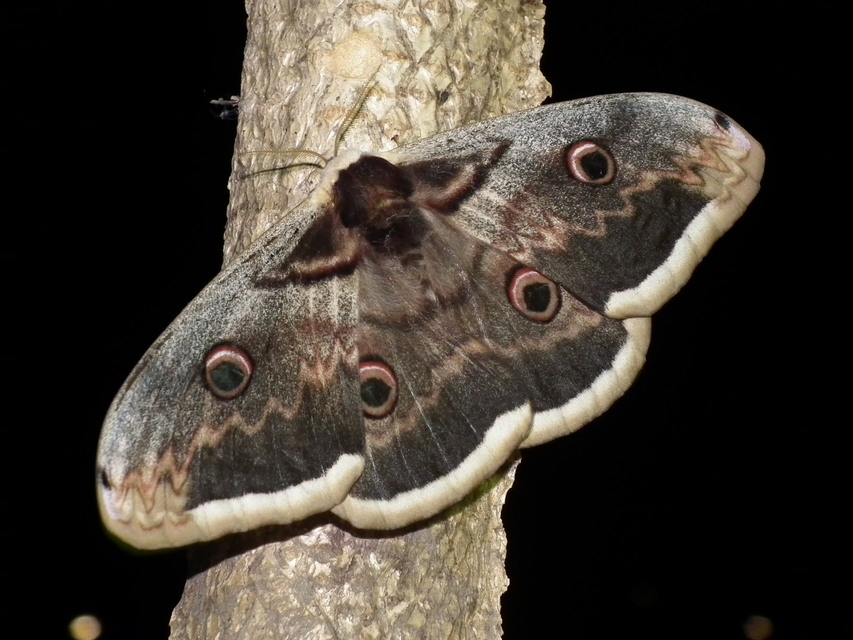Saturnia pyri - nagy pávaszem