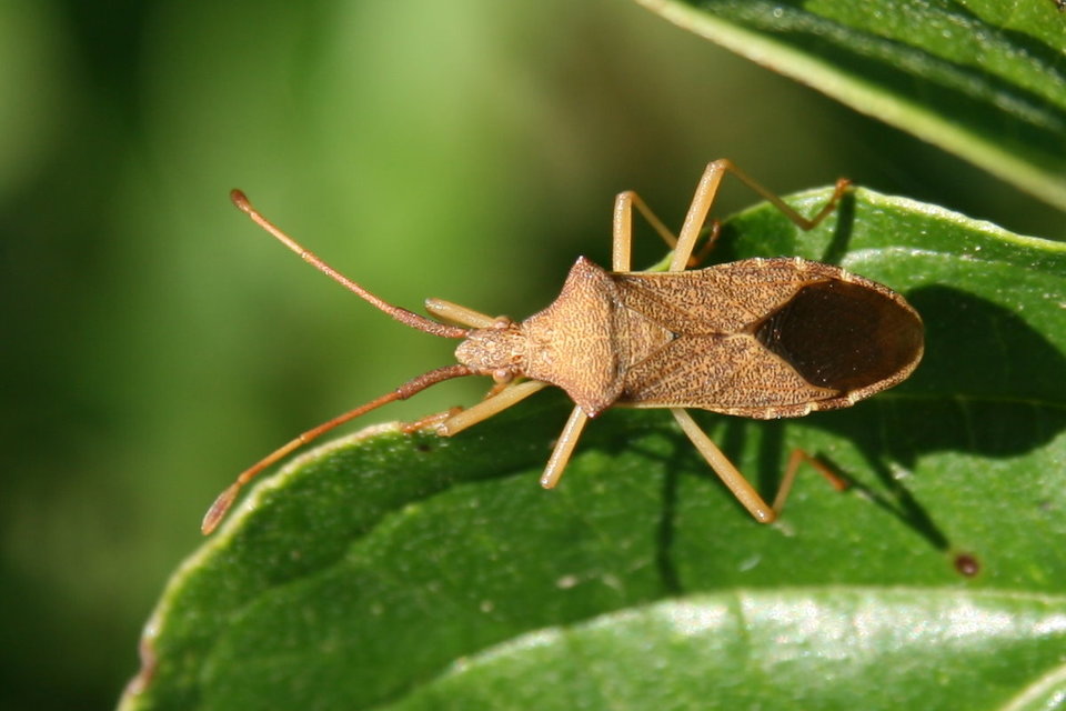 Gonocerus acuteangulatus - aranypetés karimáspoloska