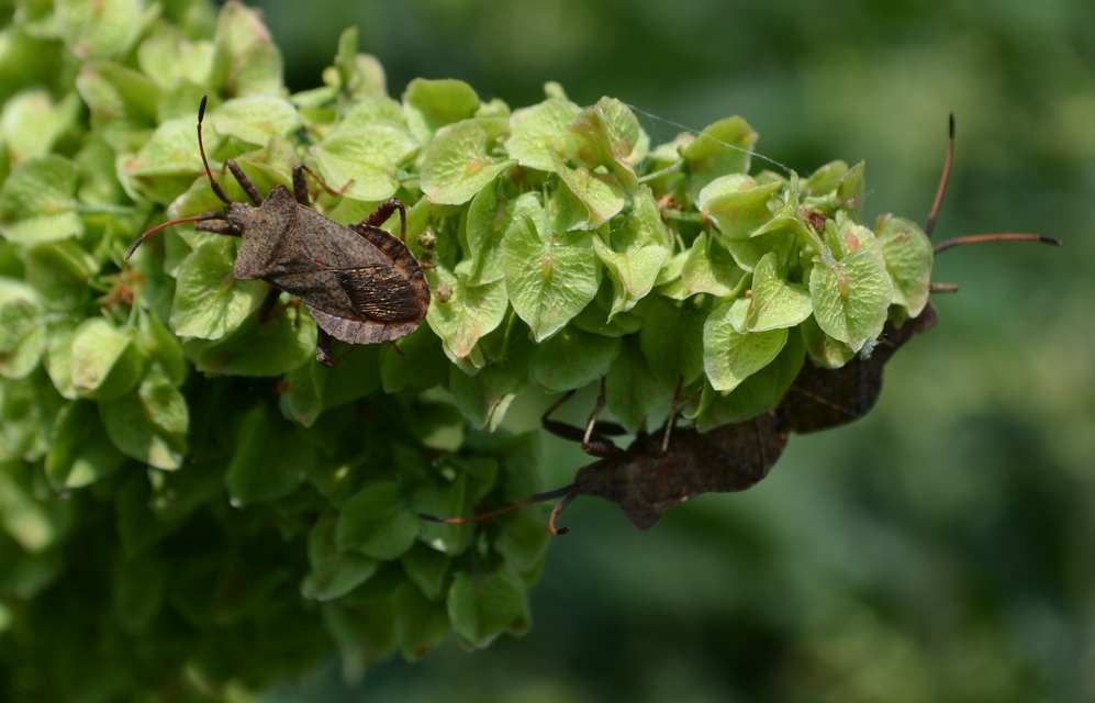 Coreus marginatus - közönséges karimáspoloska