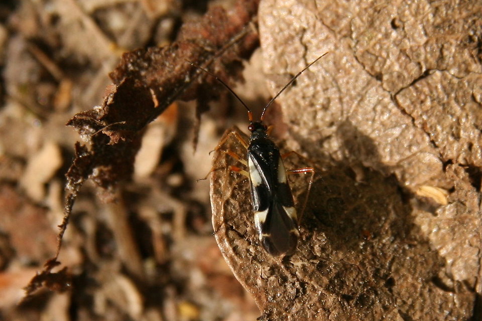 Dryophilocoris flavoquadrimaculatus - sárgafoltos mezeipoloska
