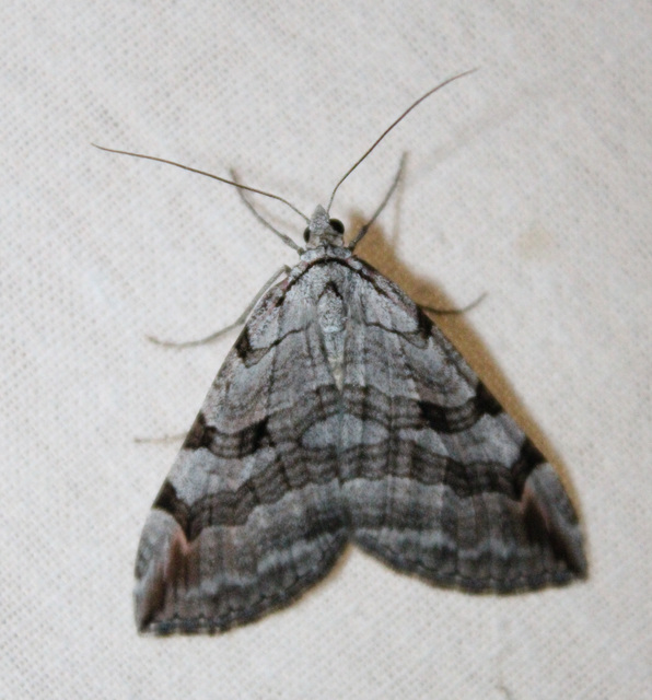 Aplocera efformata/plagiata