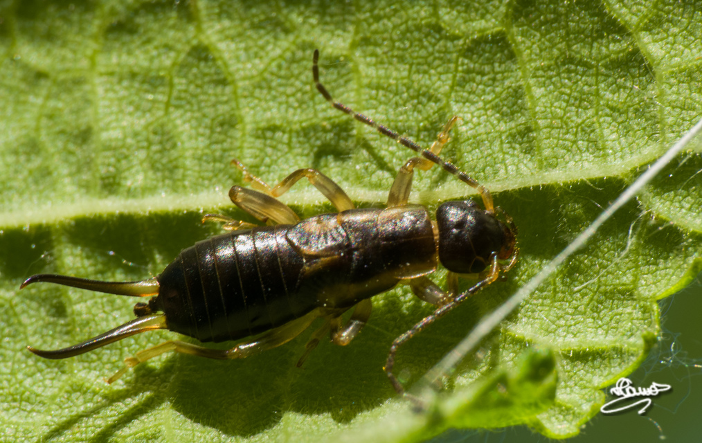 Forficula auricularia - közönséges fülbemászó