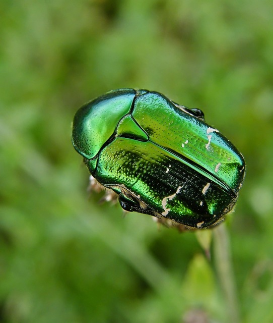 Cetonia aurata - aranyos virágbogár