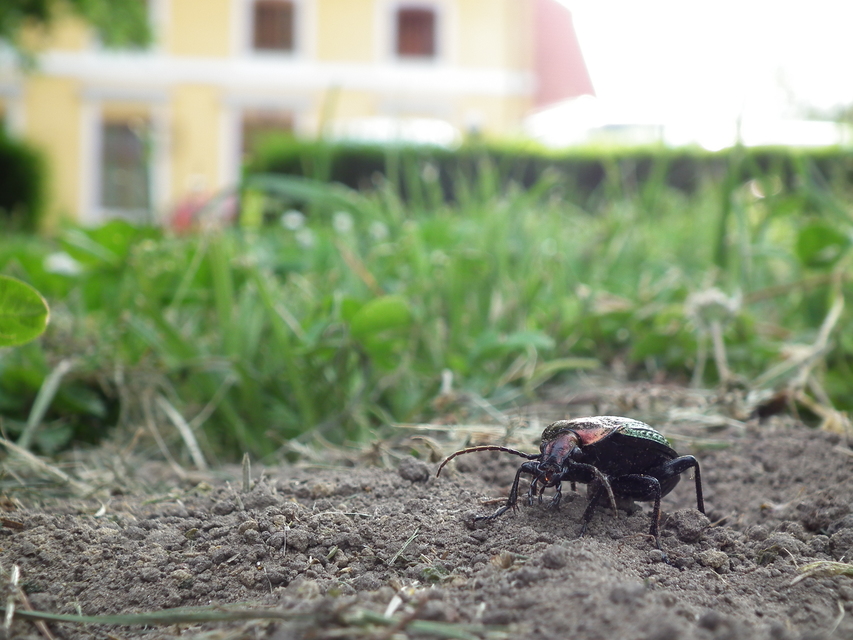 Carabus ulrichii - rezes futrinka