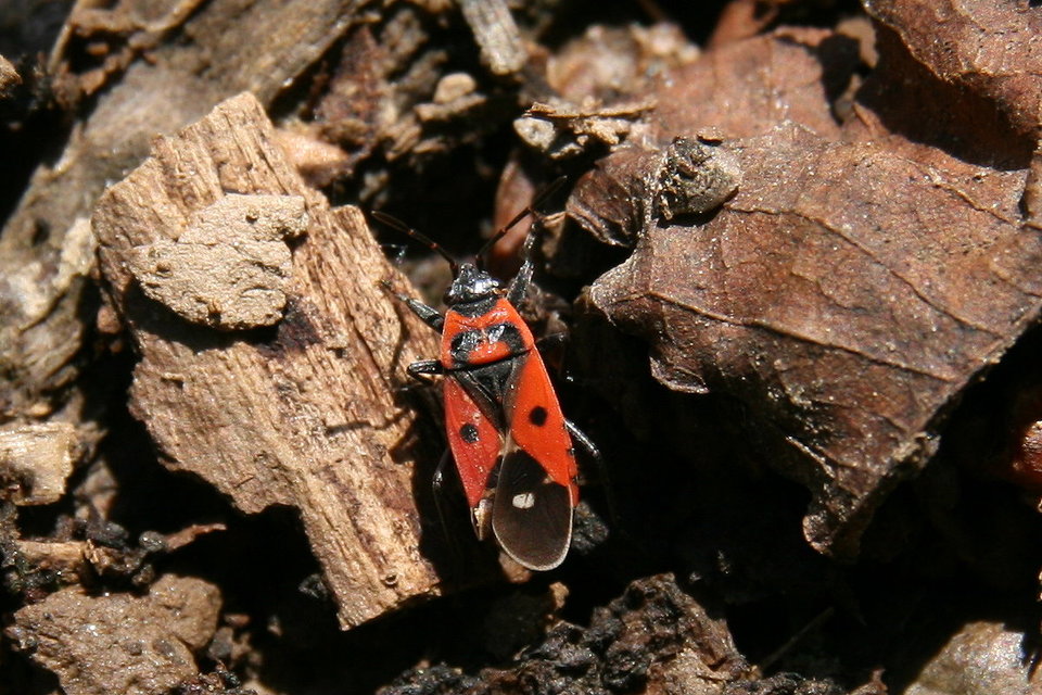 Melanocoryphus albomaculatus - nagy fehérfoltos-bodobács