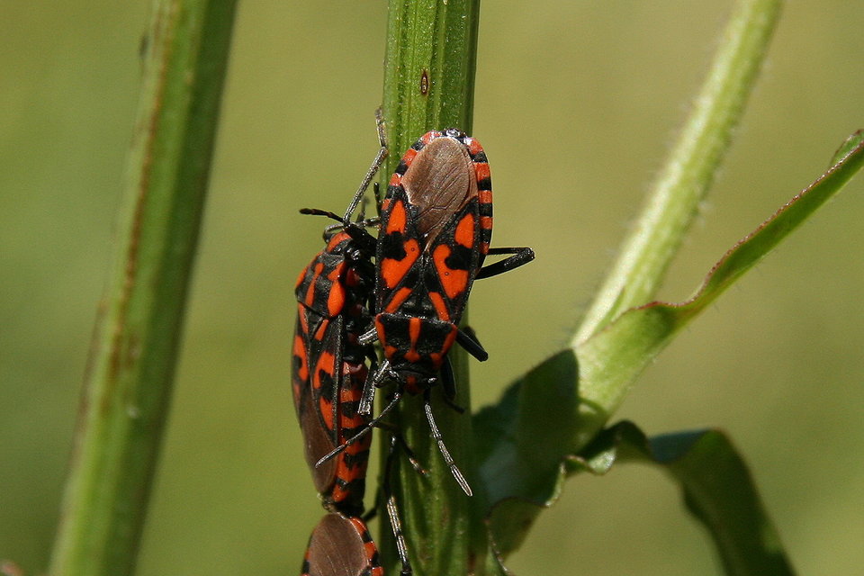 Spilostethus saxatilis - virágbodobács