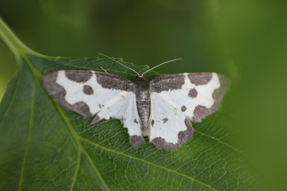 Lomaspilis marginata - szegélyes nyárfaaraszoló