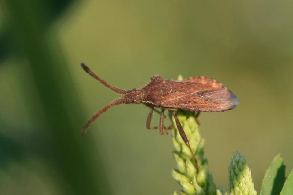 Coriomeris
