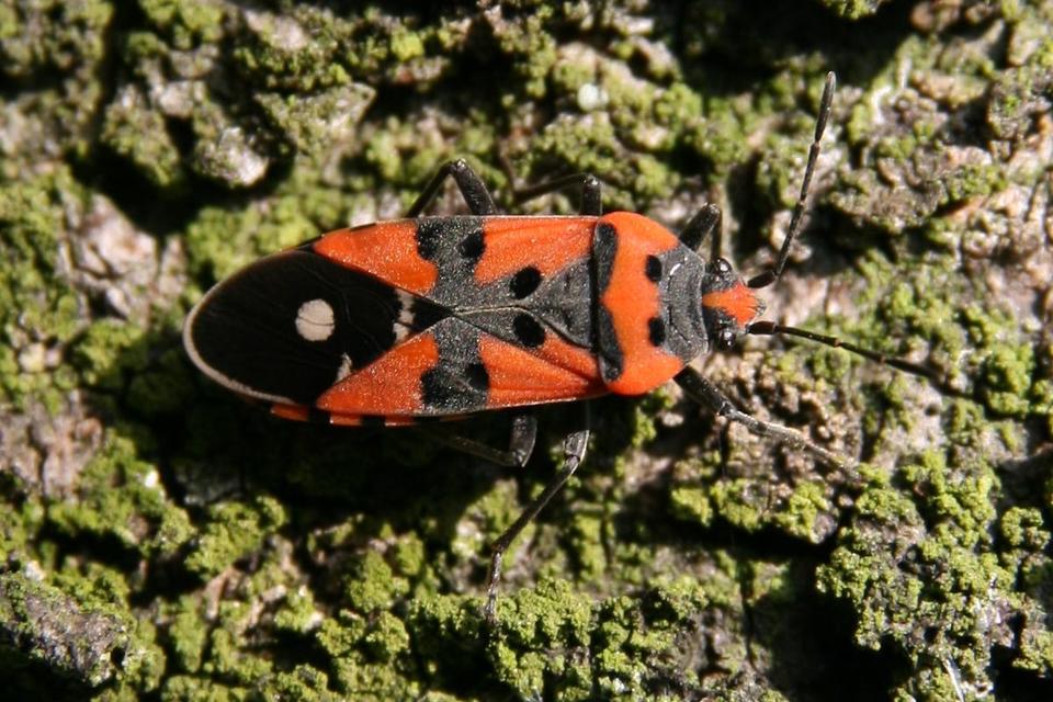 Lygaeus equestris/simulans