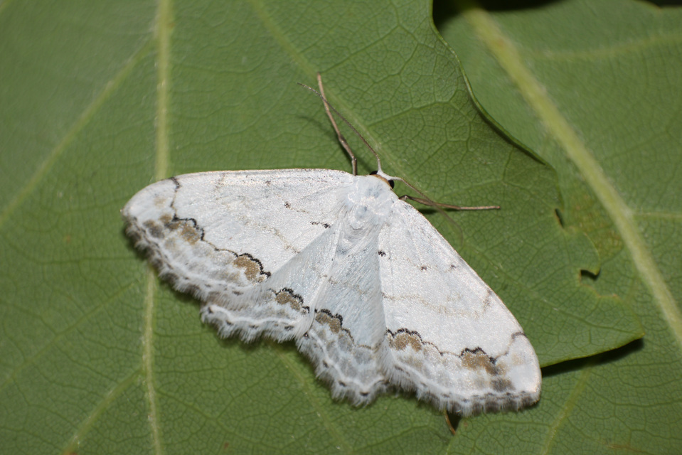 Scopula ornata - díszes fehéraraszoló