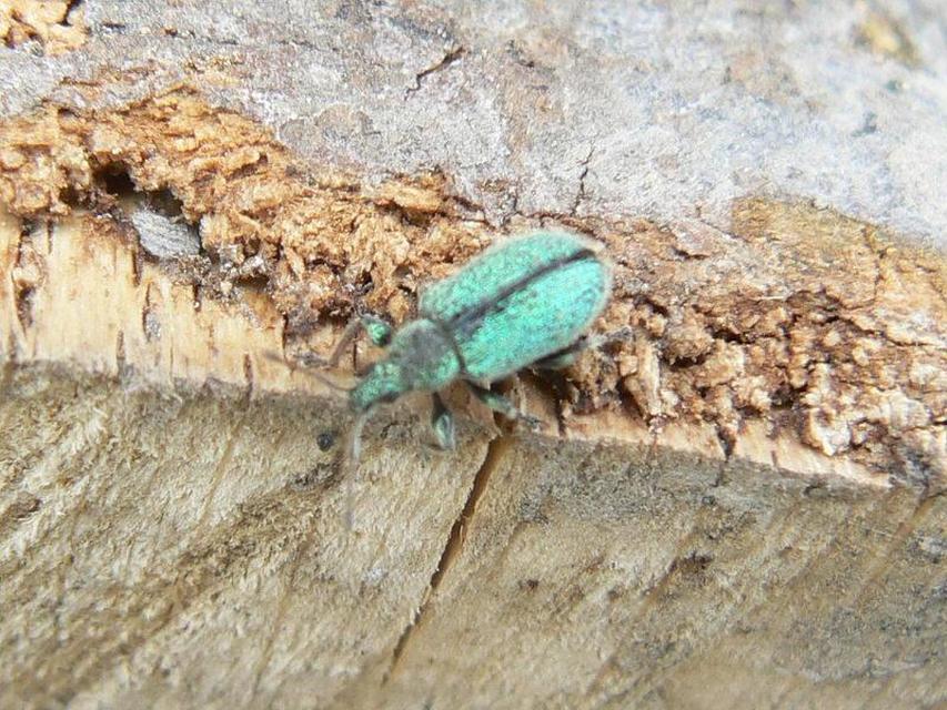 Phyllobius betulinus - változékony levélormányos