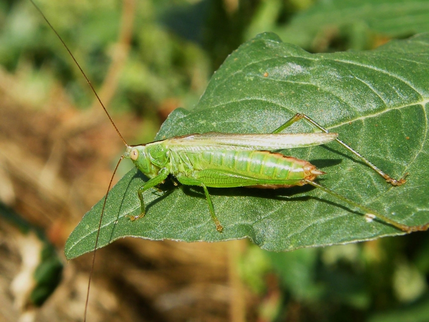 Conocephalus fuscus - kis kúpfejűszöcske