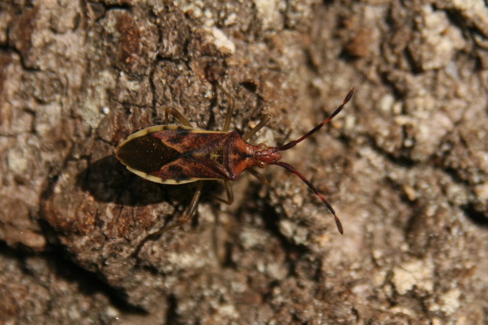 Gonocerus juniperi - boróka-karimáspoloska