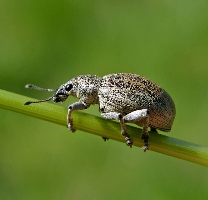 Sciaphobus squalidus - nagy szálkásbarkó