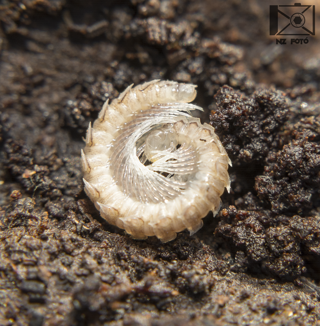 Polydesmidae