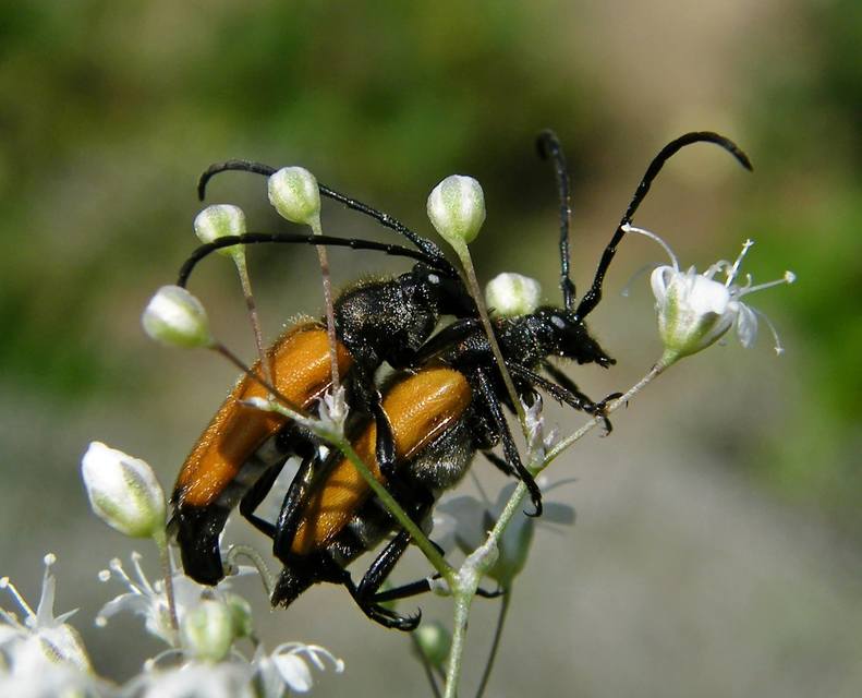 Stictoleptura fulva - vörhenyes virágcincér