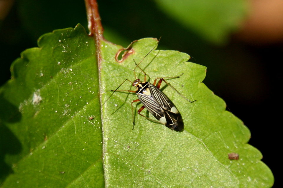 Rhabdomiris striatellus - zebra-mezeipoloska