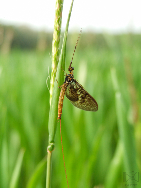 Ephemera vulgata - közönséges tarkakérész