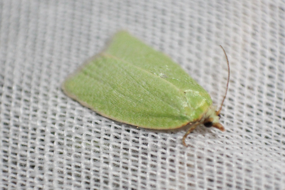 Tortrix viridana - tölgyilonca