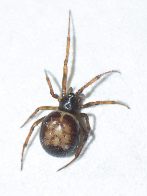 Steatoda bipunctata - kétpettyes faggyúpók