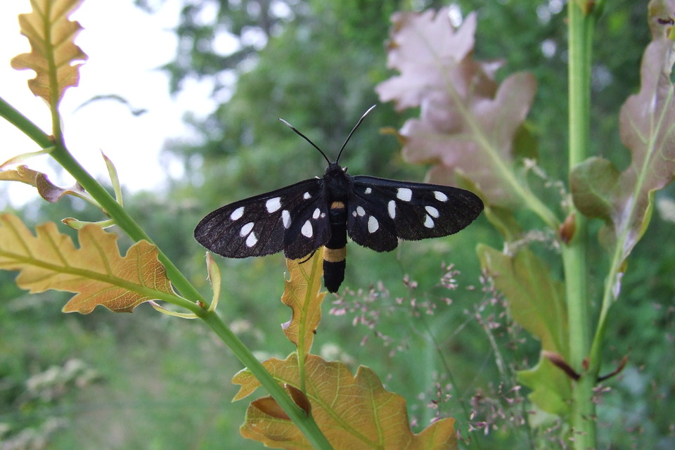 Amata phegea - fehérpettyes álcsüngőlepke