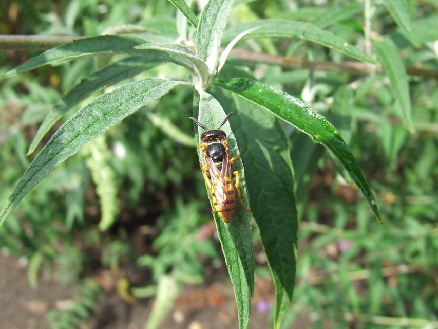Philanthus triangulum - közönséges méhfarkas