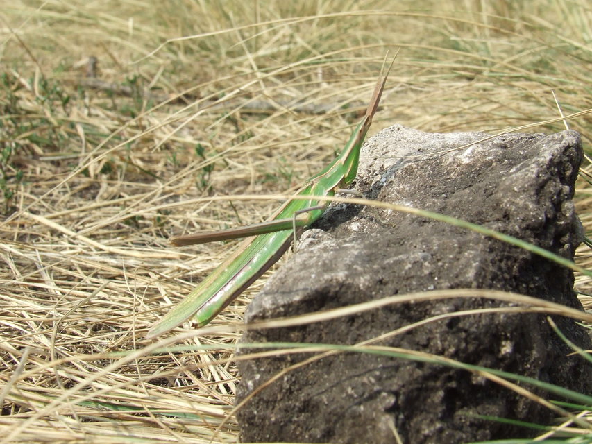 Acrida ungarica - sisakos sáska Acrida ungarica - sisakos sáska