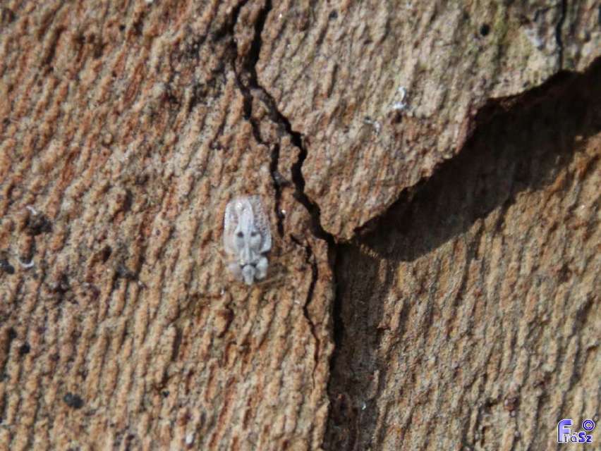 Corythucha ciliata - platán-csipkéspoloska
