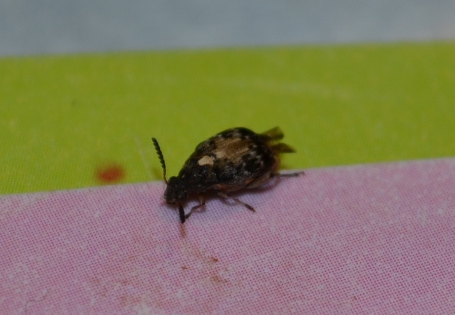 Megabruchidius dorsalis - foltoshátú lepényfazsizsik