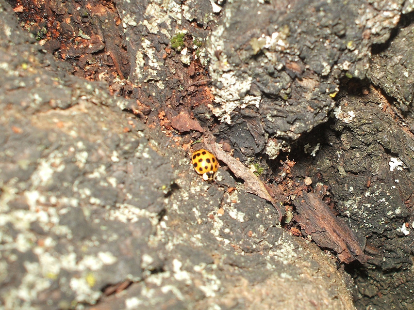 Harmonia axyridis - harlekinkatica