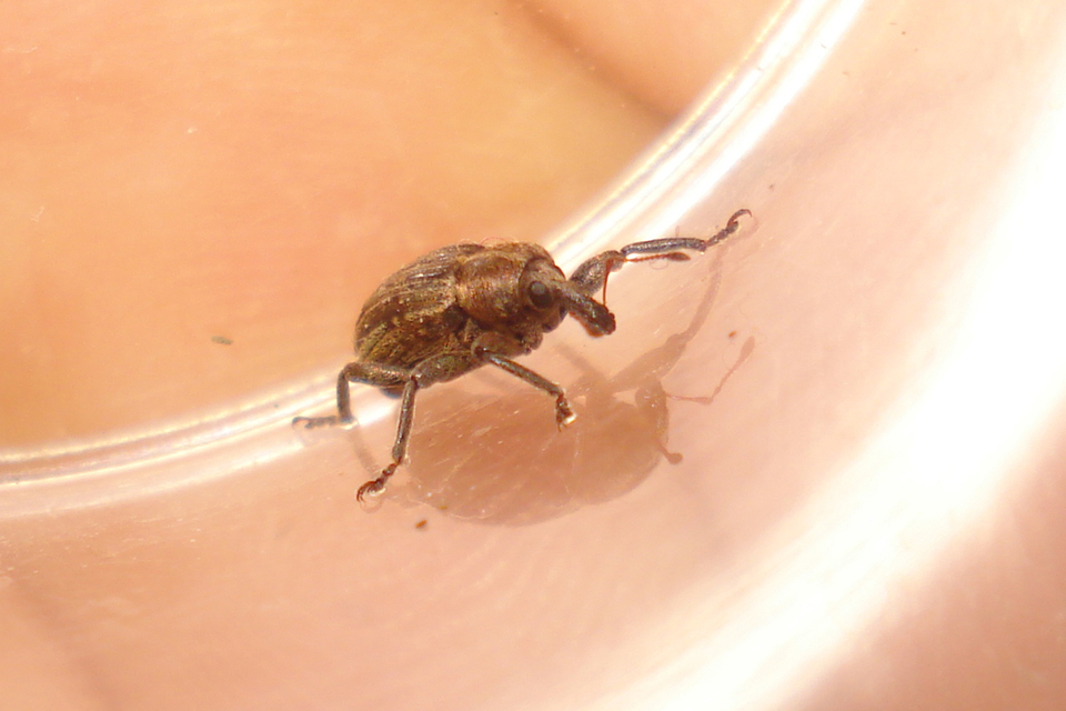 Hypera