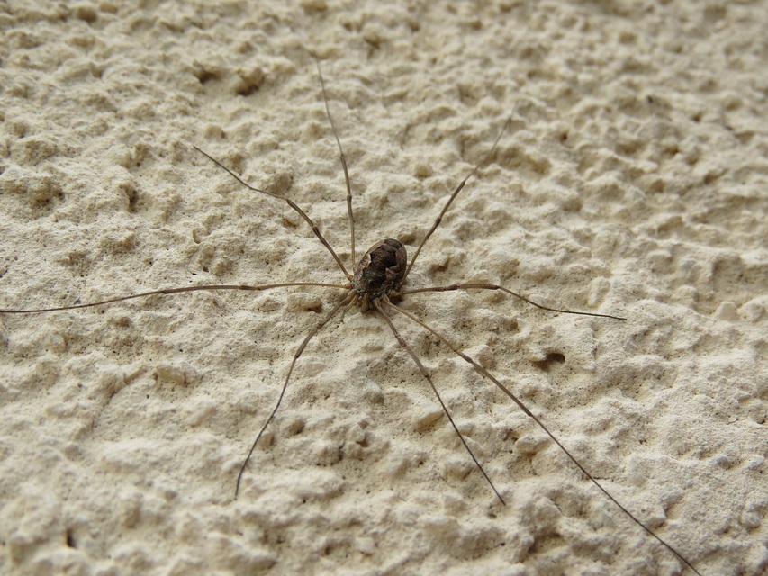 Opiliones - Kaszáspókok