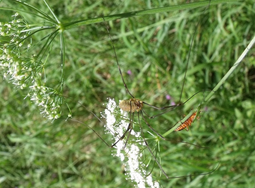 Opilio canestrinii