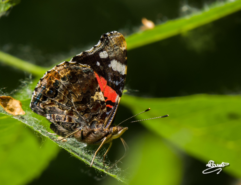 Vanessa atalanta - atalantalepke