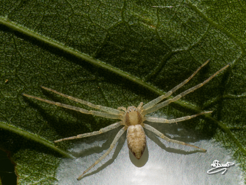 Philodromus
