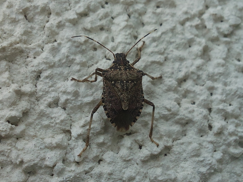 halyomorpha halys - Halyomorpha halys