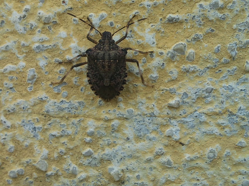 halyomorpha halys - Halyomorpha halys