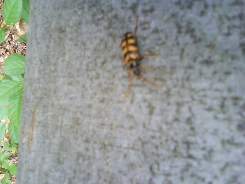 Leptura aurulenta - sárgaszőrű szalagoscincér
