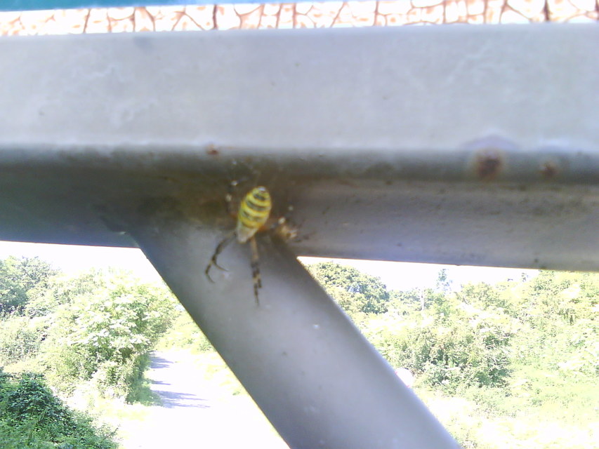 Argiope bruennichi - darázspók