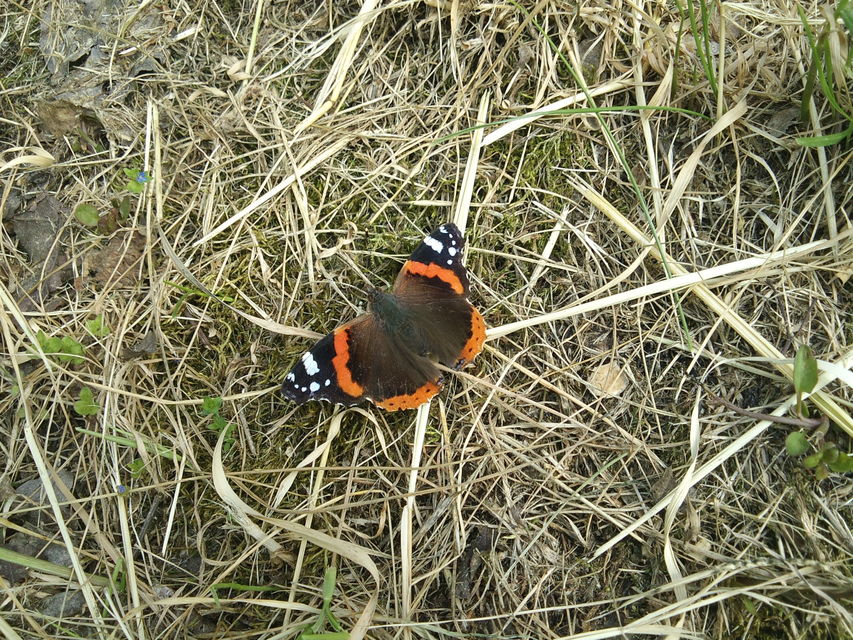 Vanessa atalanta - atalantalepke
